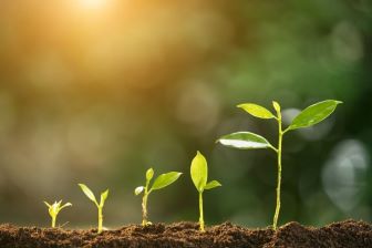 plants growing
